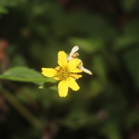 Wollastonia biflora (L.) DC.